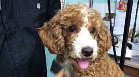 Dog in grooming parlour
