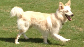 Happy dog in kennels